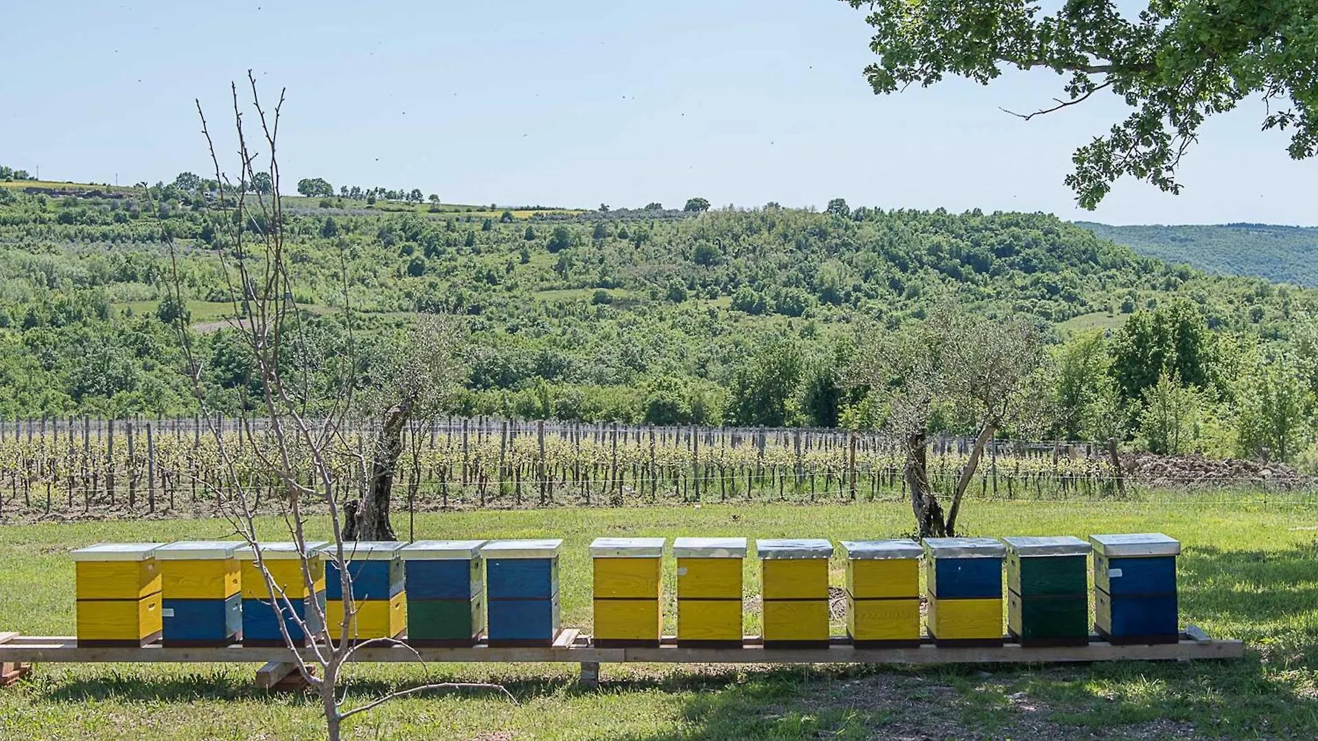 Villa Tranquil Istria Estate Palazio Clai Winery 8 Bedrooms Spa Heated Pool Groznjan Croatia